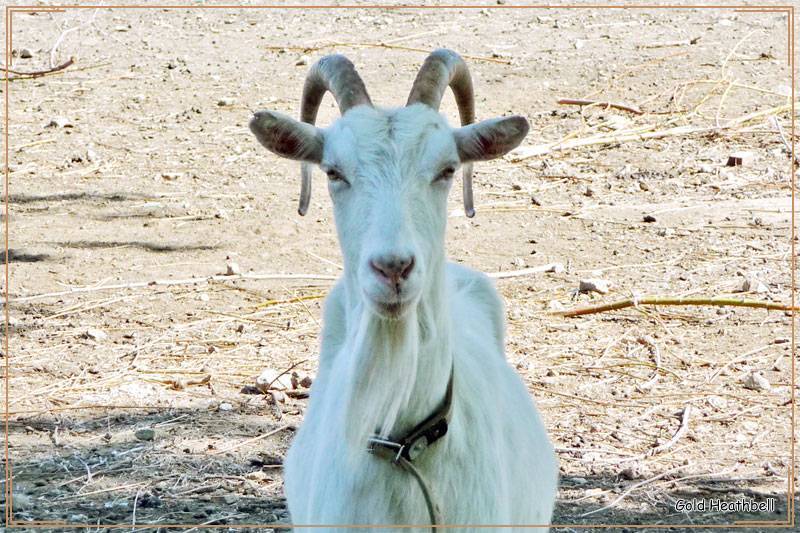 Сколько лет живут козы и как продлить их срок жизни?