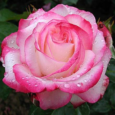 Красивая роза флорибунда: сорта на фото, посадка, уход и обрезка роз флорибунда