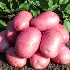 Сорт картофеля галактика: ботаническое описание, агротехника выращивания и уход