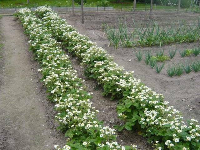 Легкий способ как посадить клубнику весной в открытый грунт