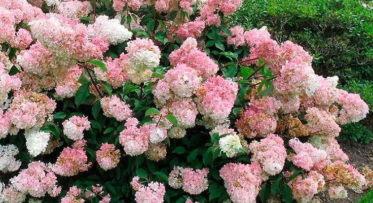 Цветение садовой и комнатной гортензии: когда начинает цвести после посадки