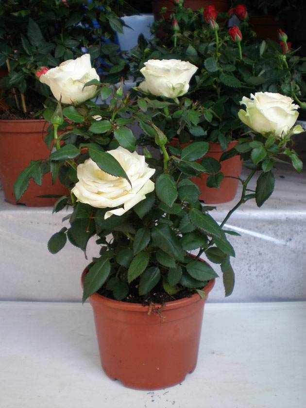 Как поливать розу в горшке: чем и как часто орошать комнатные декоративные растения в горшках в домашних условиях, сколько воды нужно, каковы особенности зимой?