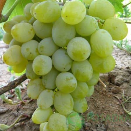 Плодовый сорт винограда Гарольд: описание, особенности и преимущества