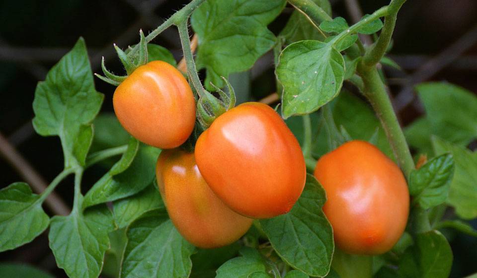 Правильное выращивание и уход за томатами в теплице: пошаговая инструкция для начинающих