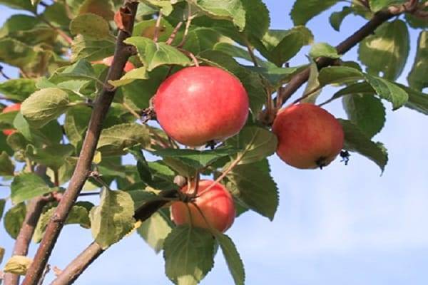 Сорта яблонь для сибири: фото, названия, описание