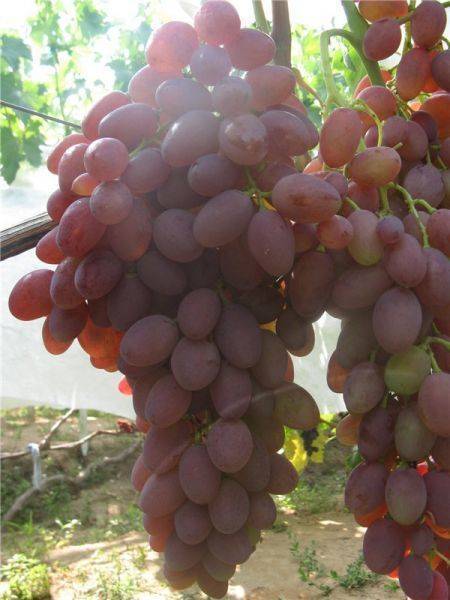 Описание сорта винограда румба - общая информация - 2020