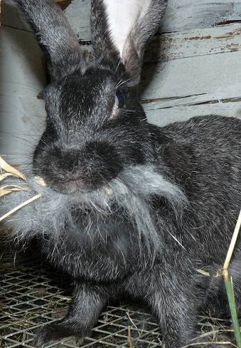 Когда можно отсаживать крольчат от крольчихи: в каком возрасте, чем кормить