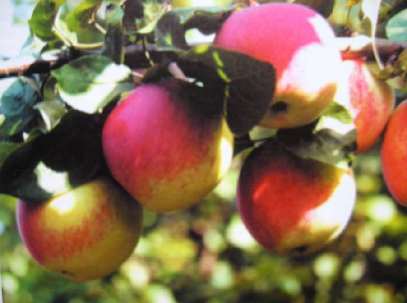 Зимостойкая яблоня уральский сувенир для северного сада