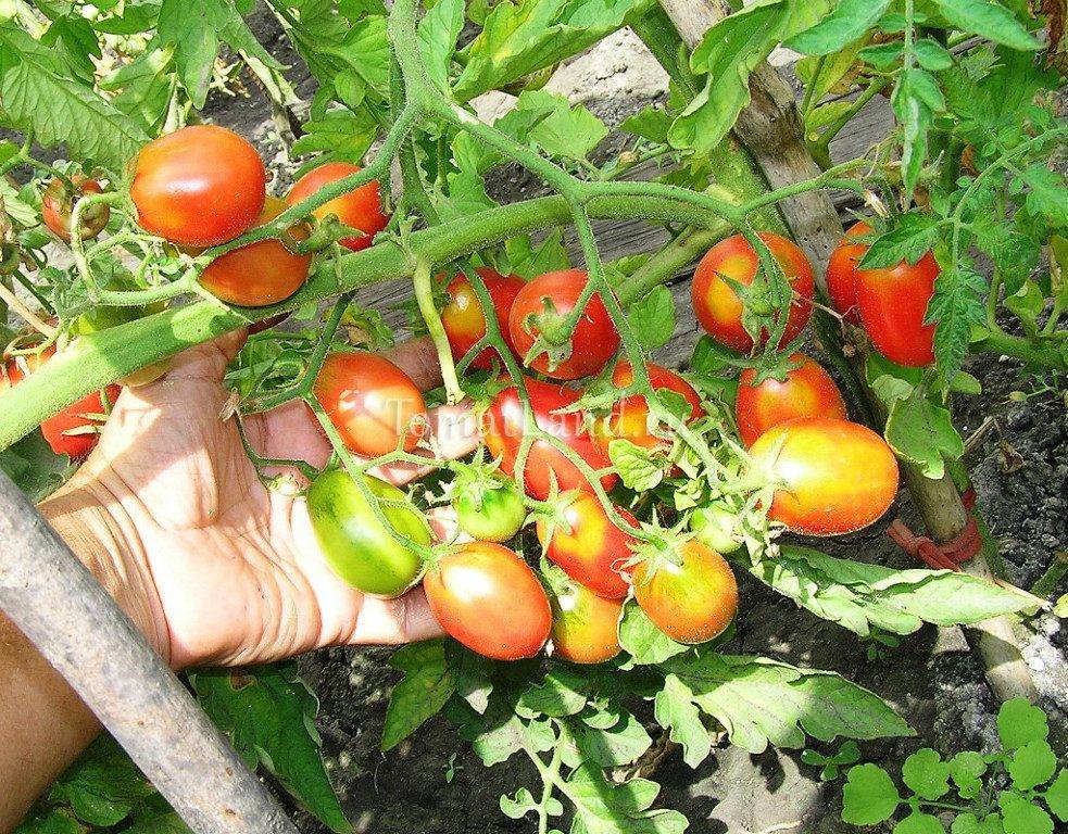 О томате Сахарная слива: описание сорта томата, характеристики помидоров