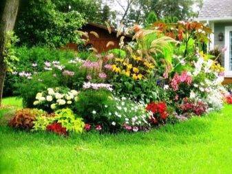 Красивый газон на даче своими руками с цветами