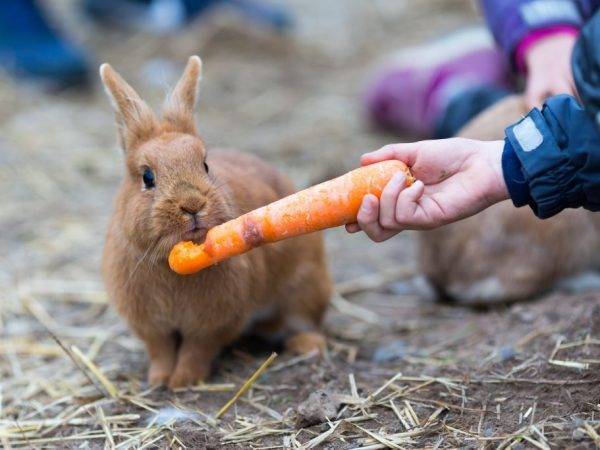 Какую можно давать кроликам траву, а какую давать нельзя?