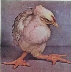 Искривление клюва у цыплят – причины появления и методы лечения