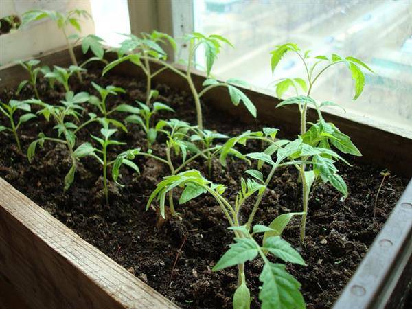 Как ускорить рост рассады помидор – 5 проверенных средств