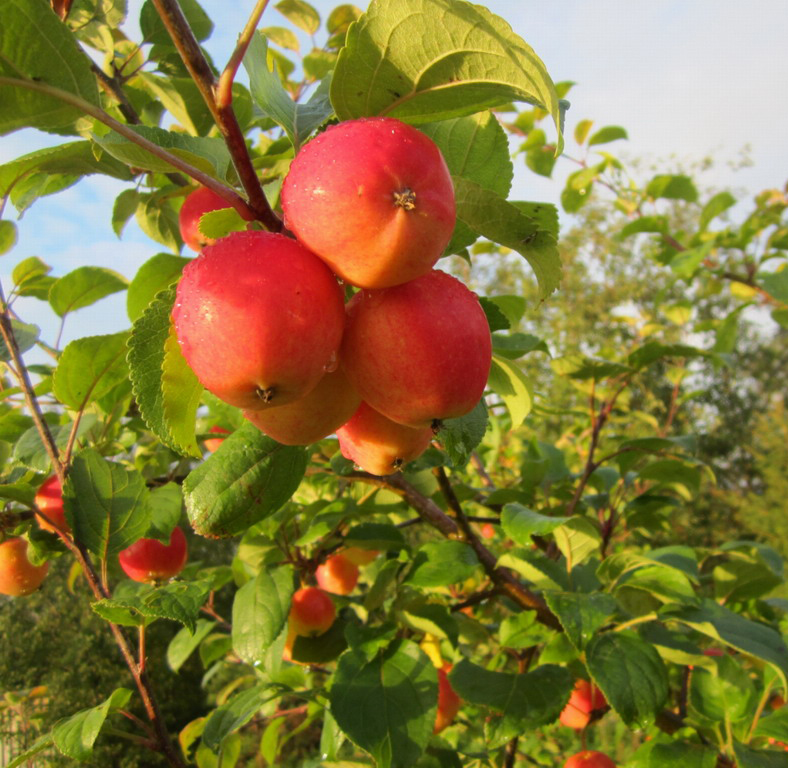 О яблоне Горноалтайское: описание и характеристики сорта, посадка и уход