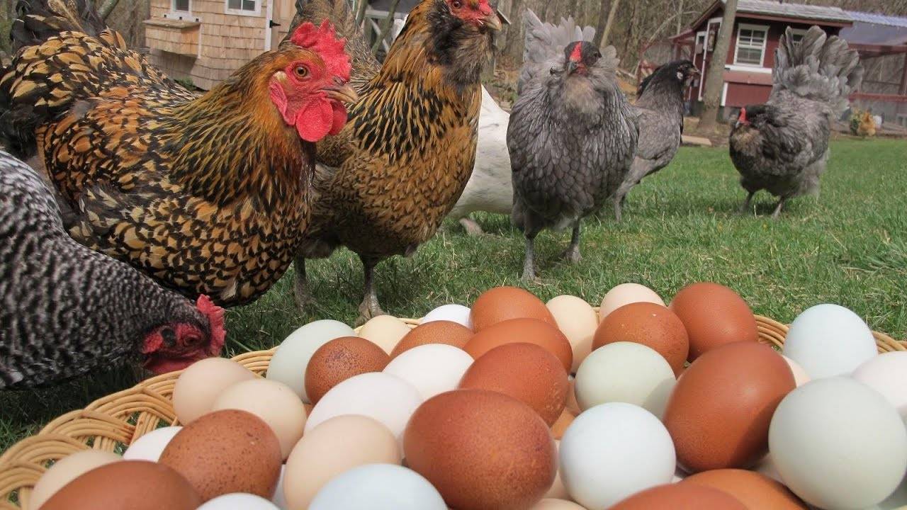 Как кормить курей, чтобы несли много яиц