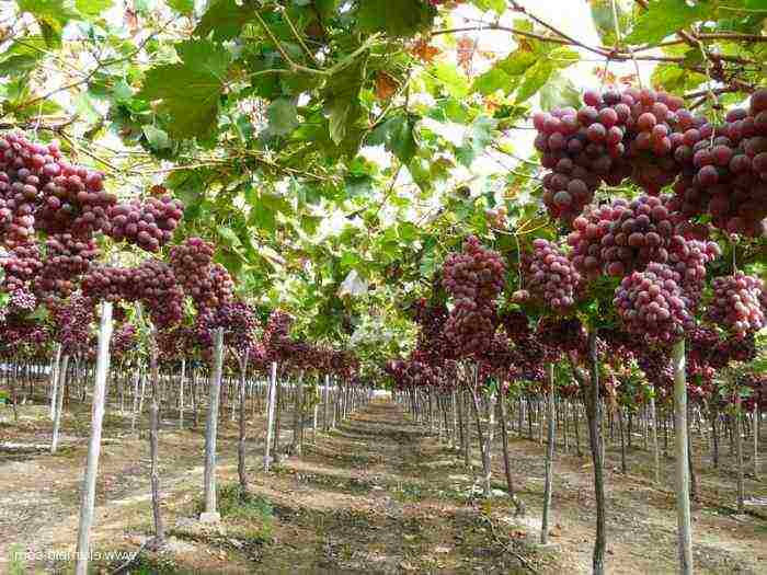 Посадка винограда в беларуси