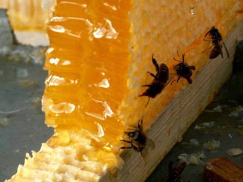 Должен ли мед горчить