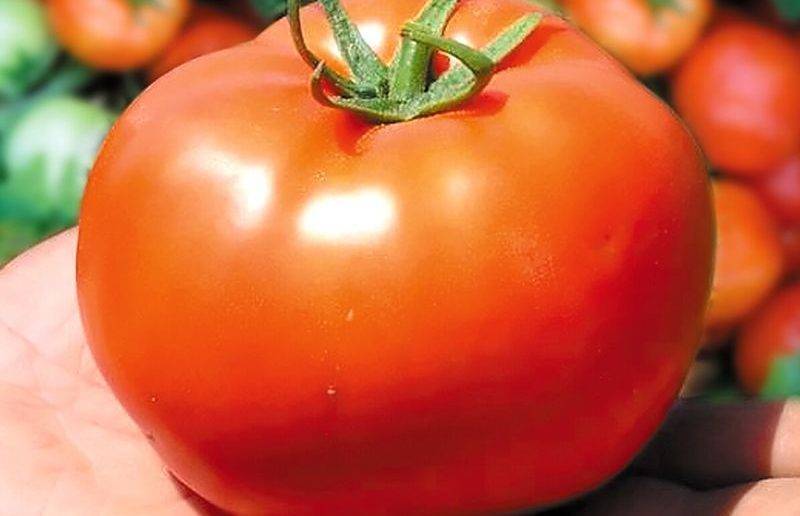 Томат "золотой король": описание характеристик сорта, рекомендации по выращиванию отличного урожая помидор
