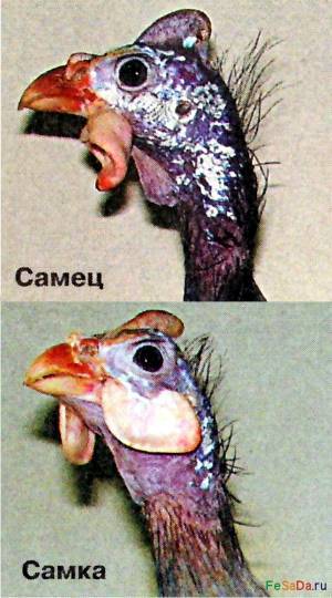 Цесарки: породы птиц, их содержание и разведение