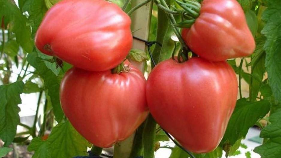 Лучшие сорта помидор для средней полосы россии