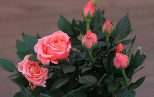 Роза кордана (kordana) — уход дома и на улице в саду
