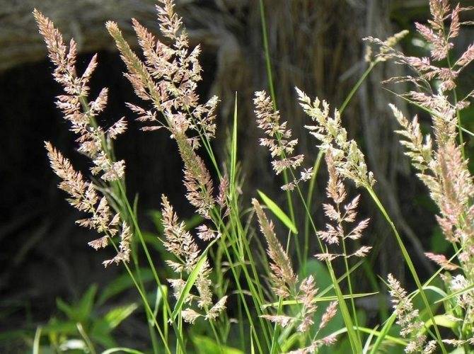 Трава мокрица: описание, сорта и сфера применения
