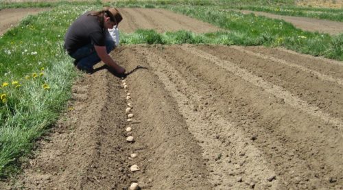 Посадка картофеля по митлайдеру: особенности метода, технология