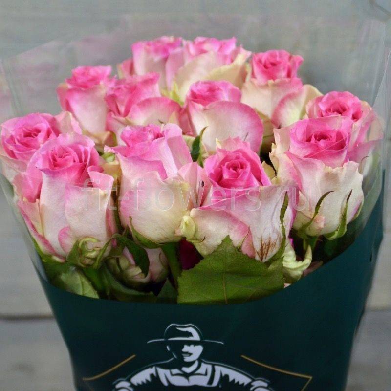 Сорта чайно-гибридных роз: уход и выращивание в саду