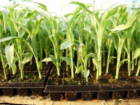Рассада кукурузы в домашних условиях: выращивание, как сажать, семена, посев