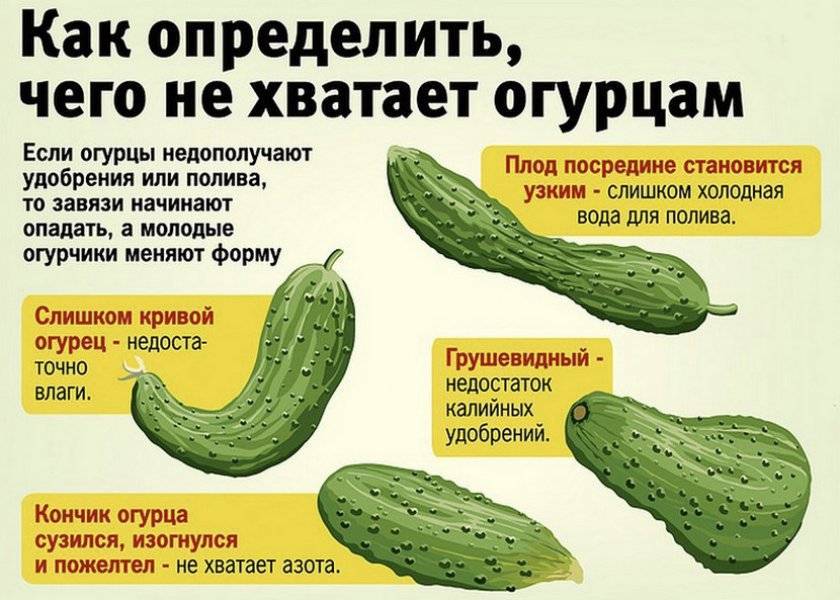 Подкормка огурцов калием: виды, сроки и особенности применения