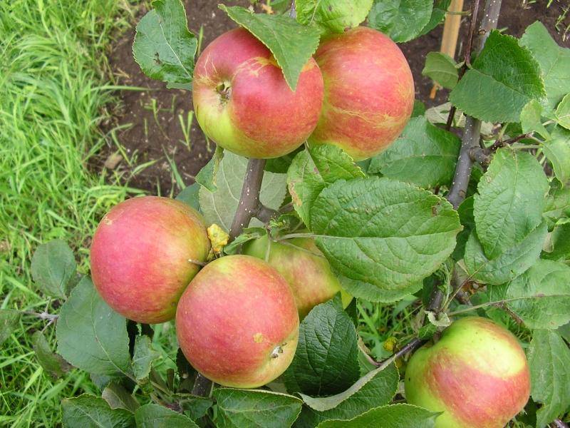 Яблоня осеннее низкорослое: описание и фото сорта, посадка, уход, болезни и вредители