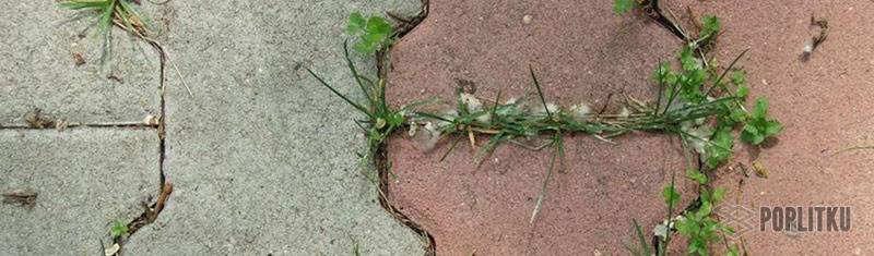 Что делать, чтобы не росла трава между тротуарной плиткой?