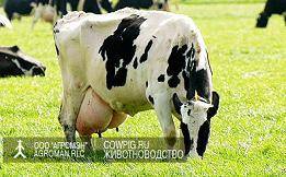 Породы коров молочного направления