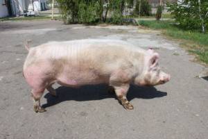 Порода свиней ландрас - характеристика, кормление и уход  в домашних условиях