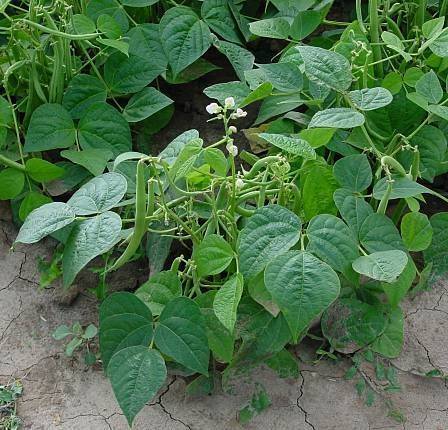 Проращивание фасоли из семян для посадки и для употребления в пищу
