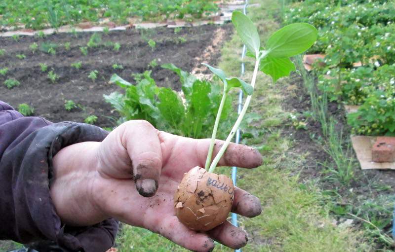 Подкормка, дренаж, борьба с вредителями, компост и другие способы применения яичной скорлупы огородниками