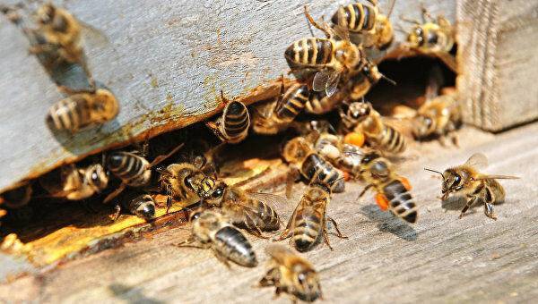 Дикие пчелы: виды, характеристики и особенности