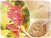 Амарант: польза или вред - полезные и лечебные свойства растения и его применение