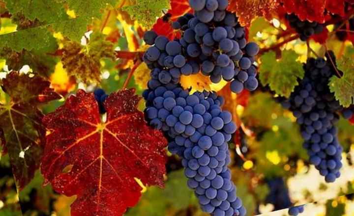Описание и особенности винограда сорта - амурский: целебные свойства, посадка, уход, обзор отзывов - общая информация - 2020