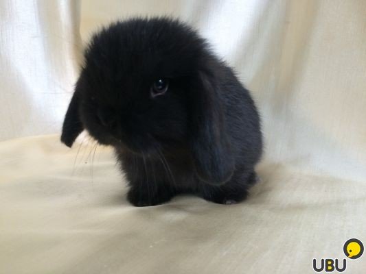 Ангорский кролик: описание породы, фото, характеристики, уход, отзывы