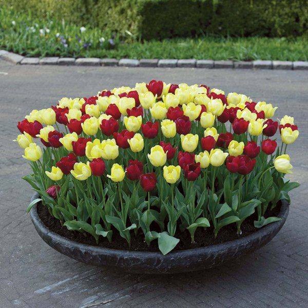 Когда выкапывать тюльпаны после цветения: сроки и особенности хранения