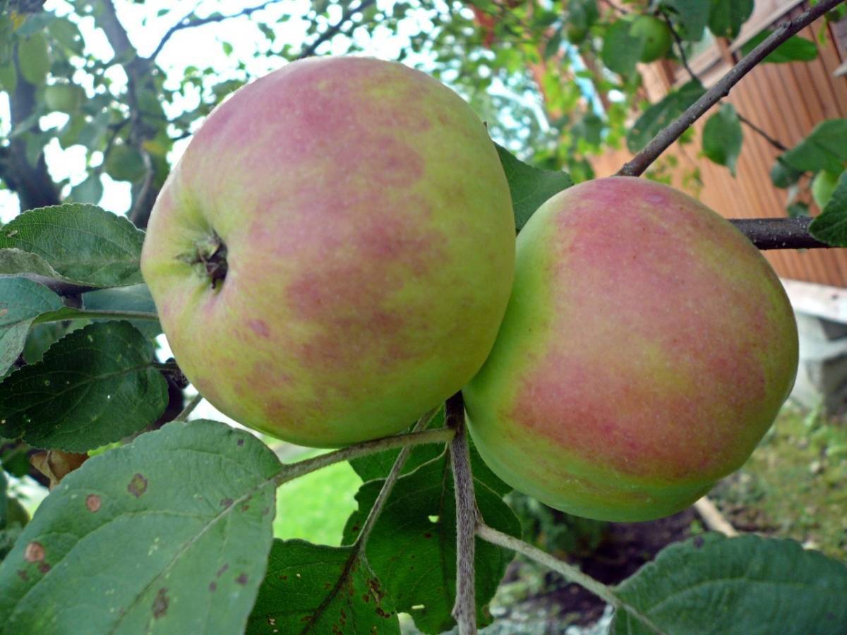 Описание и отзывы о популярной яблоне бельфлер китайка
