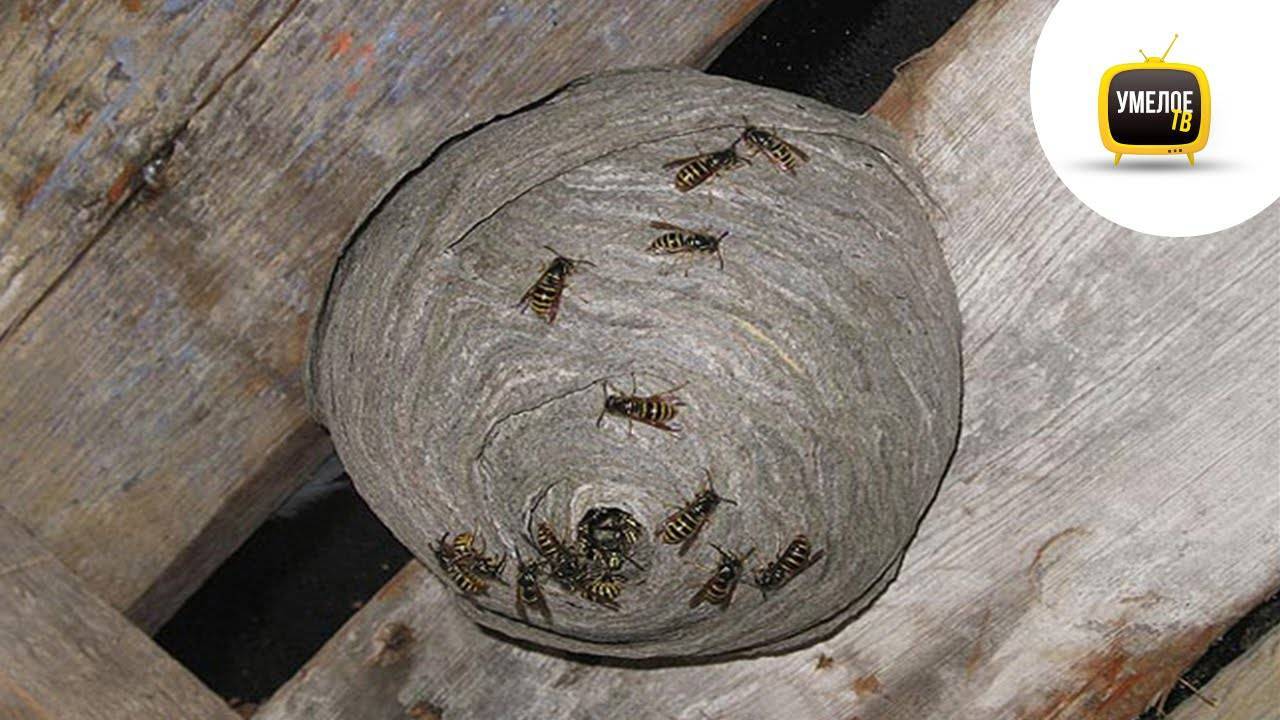 Осиный мед и медоносные осы – правда или вымысел?