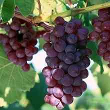Какие сорта винограда считаются самыми лучшими: вкусные, крупные ягоды и популярные виды