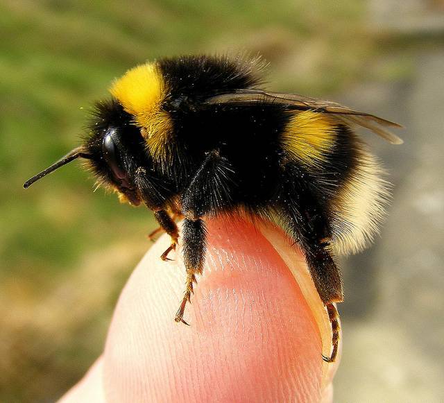 Разведение пчел как бизнес — большой обзор