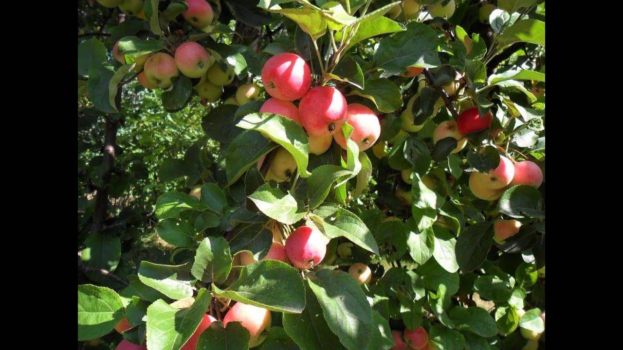 Как ухаживать за яблоней – полное руководство от «зеленой грядки»