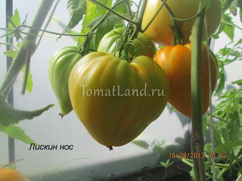 Томат «бычье сердце»: описание сорта, фото и основные характеристики помидоры