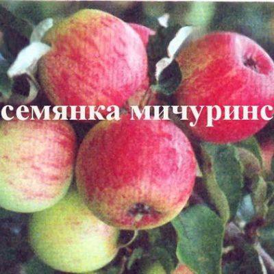 Яблоня бессемянка мичуринская: описание сорта
