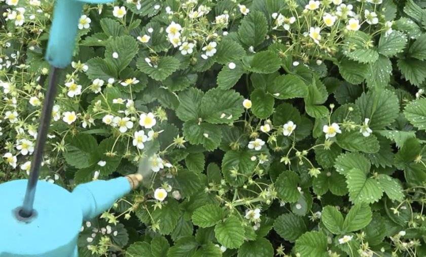 Подкормка клубники весной йодом и борной кислотой - лучшее удобрение для увеличения урожая