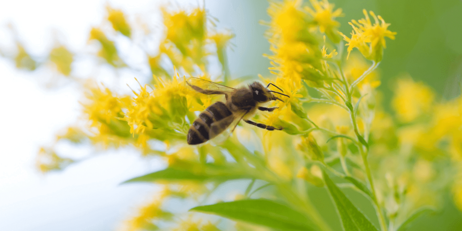 Что делать, если укусила пчела?